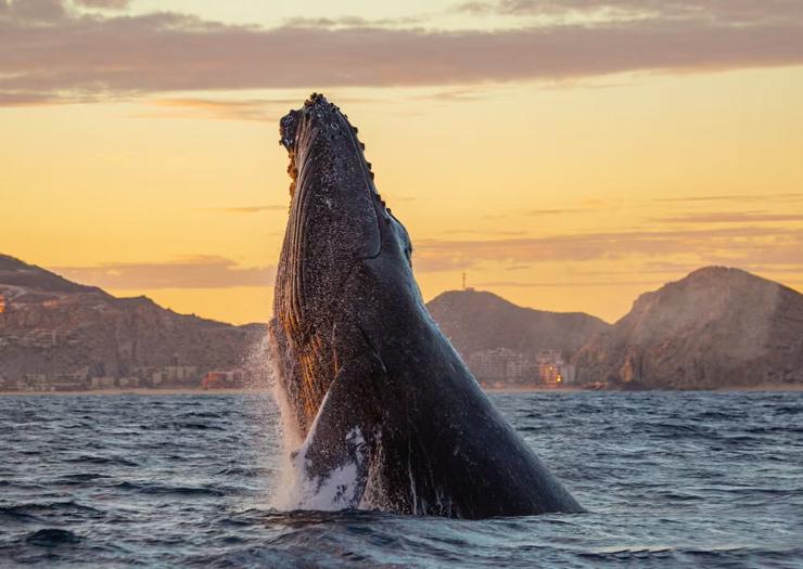 Whale Watching Package : Stay + One whale-watching experience. Grand Solmar Pacific Dunes Resort Golf & Spa Cabo San Lucas Whale Watching Package : Stay + One whale-watching experience. Grand Solmar Pacific Dunes Resort Golf & Spa Cabo San Lucas