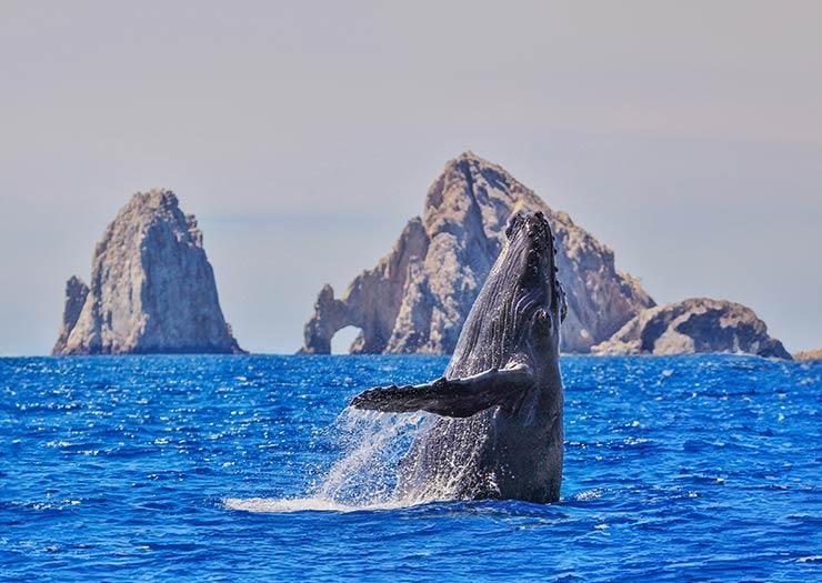Avistamiento de Ballenas Grand Solmar Pacific Dunes Cabo San Lucas Avistamiento de Ballenas Grand Solmar Pacific Dunes Cabo San Lucas