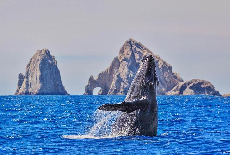 Avistamiento de Ballenas Grand Solmar Pacific Dunes Cabo San Lucas Avistamiento de Ballenas Grand Solmar Pacific Dunes Cabo San Lucas